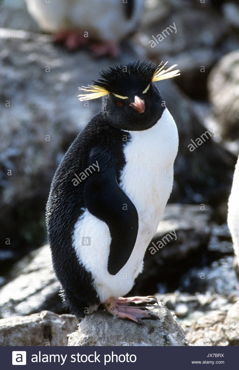 Пингвины высиживают яйца самец