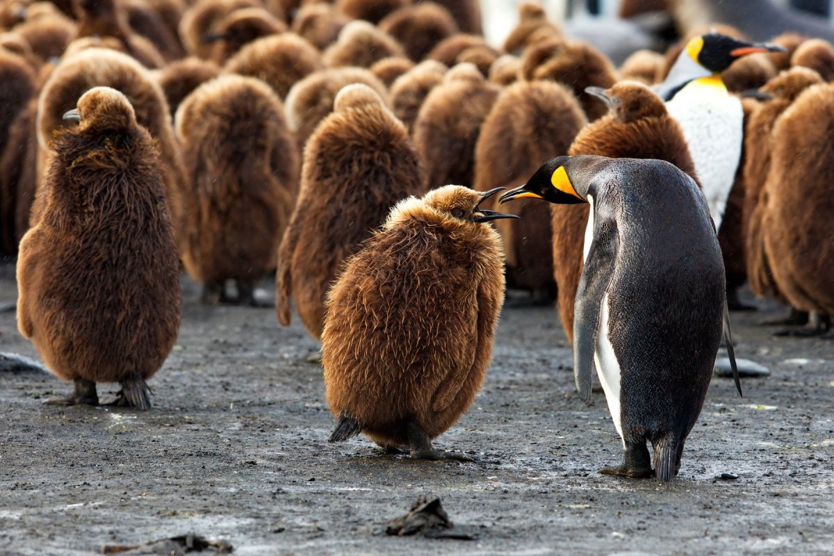 Птенец Императорского пингвина