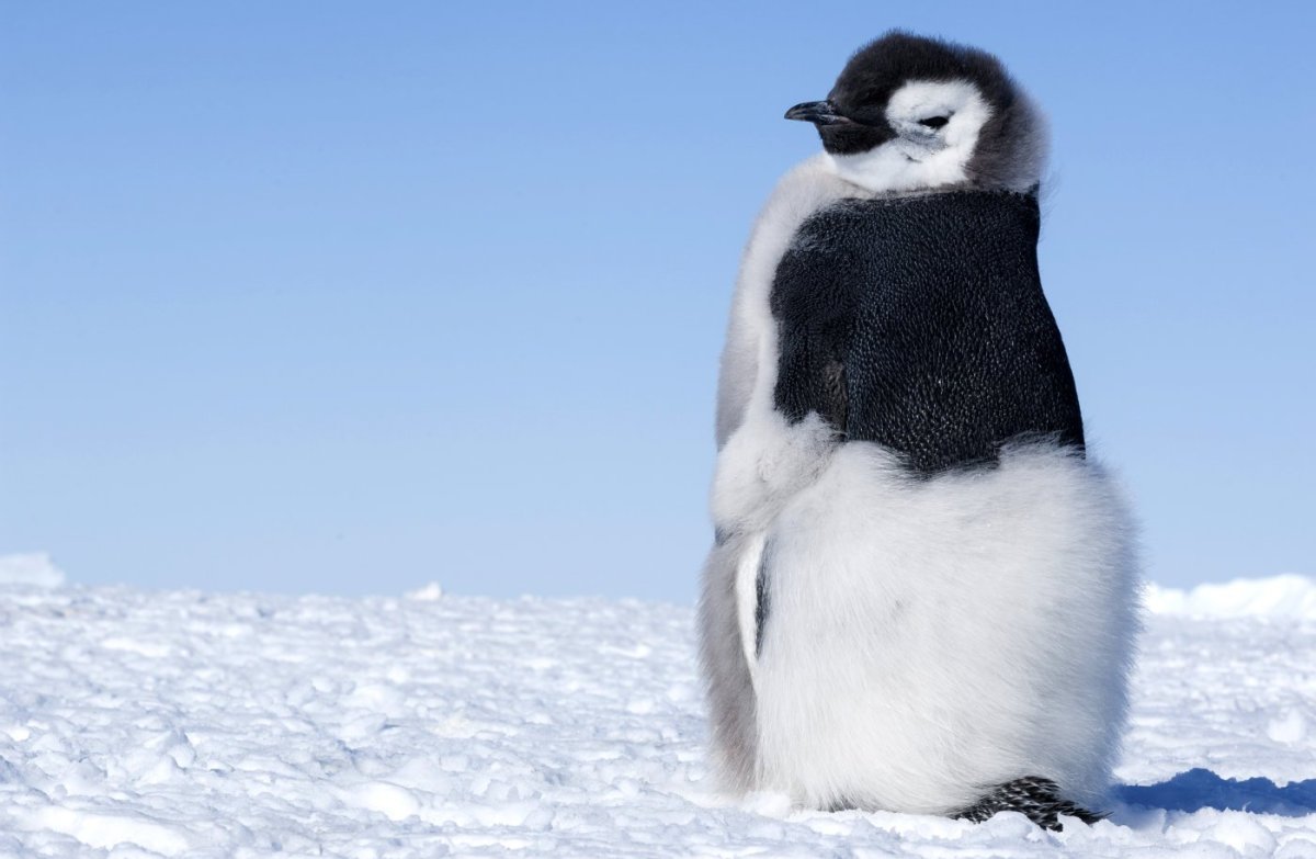 Птенец пингвина