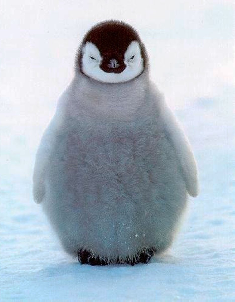 Пингвин маленький