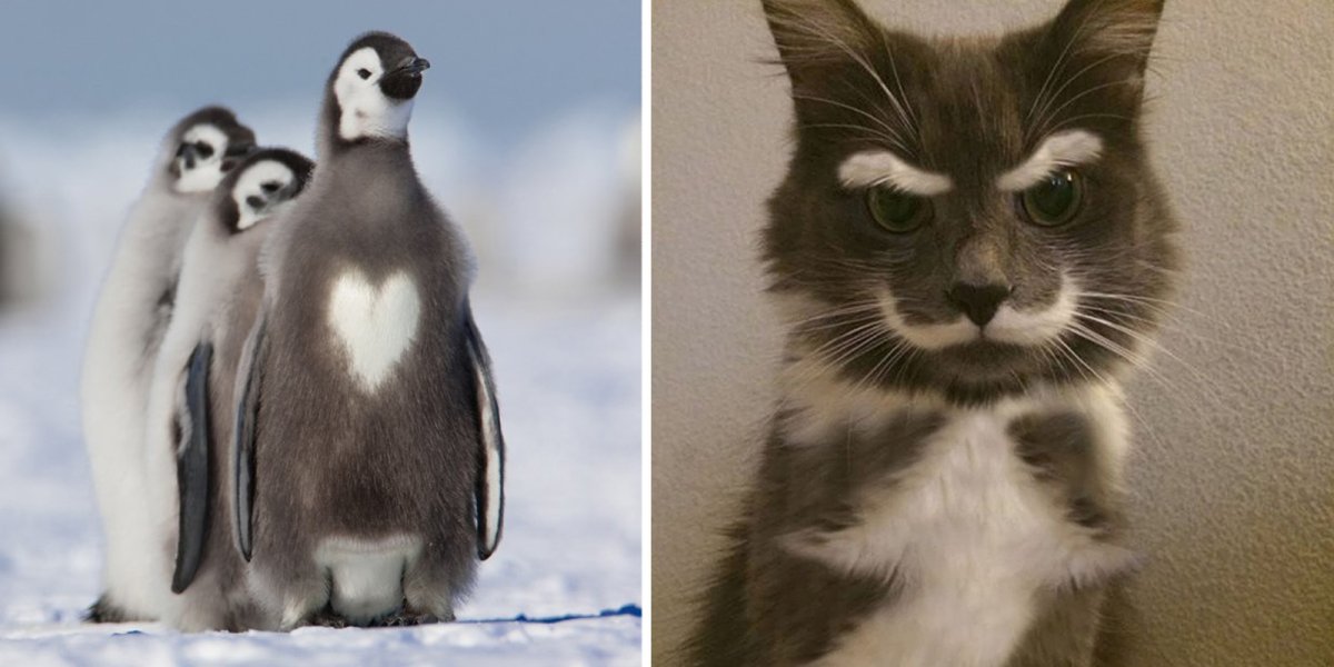 Милые пингвины