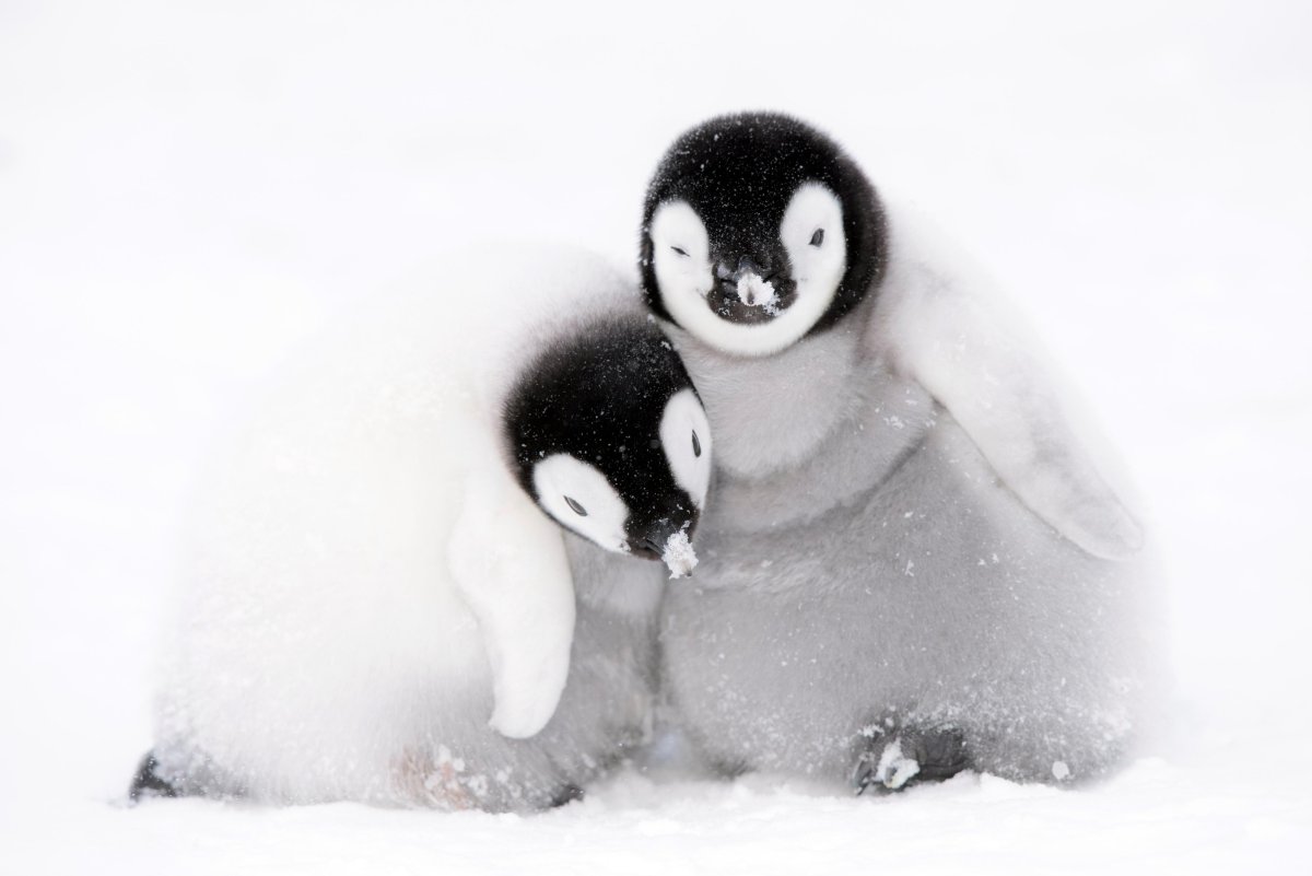 Пингвин Шлегеля птенец