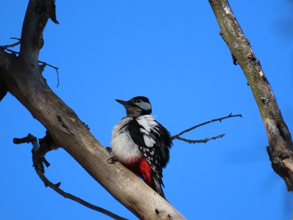 Дятел и Сокол