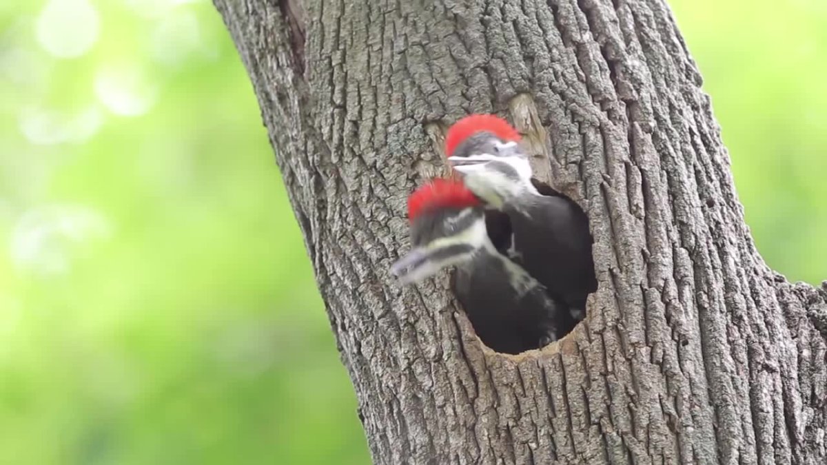 Дятел долбит дерево