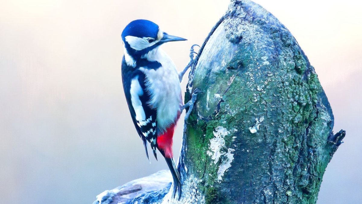 Дятел с голубыми крыльями