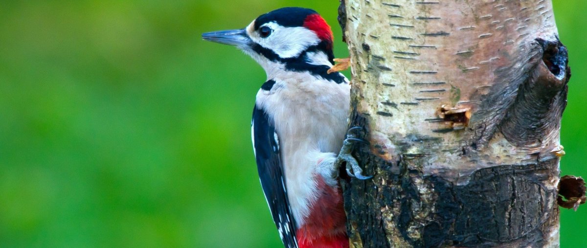 Дятел санитар