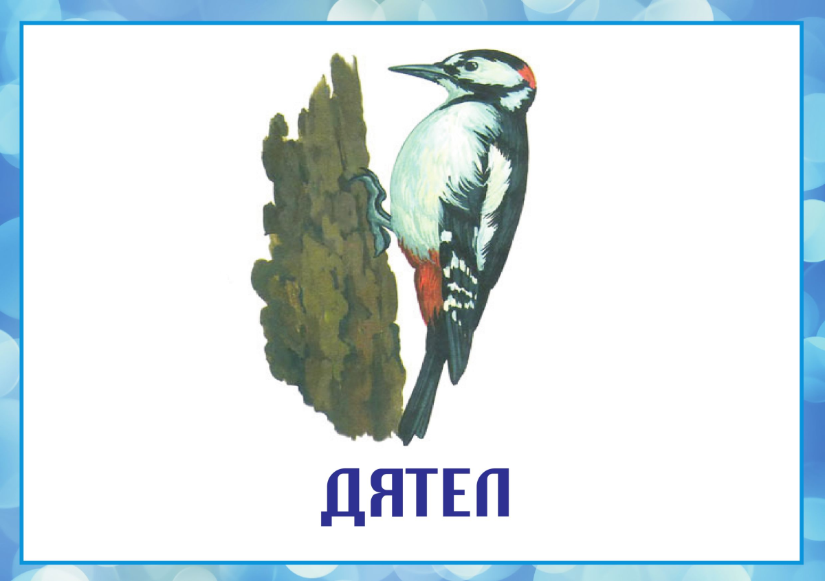 Дятел Красношапочник