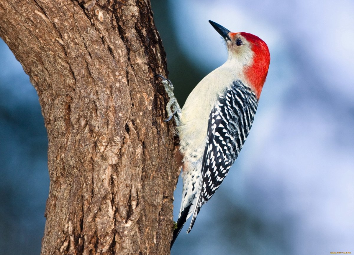 Дятел на белом фоне