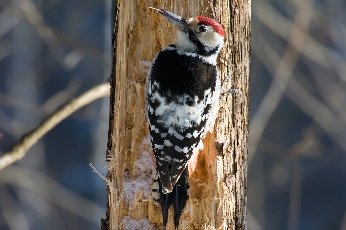 Дятел на дереве
