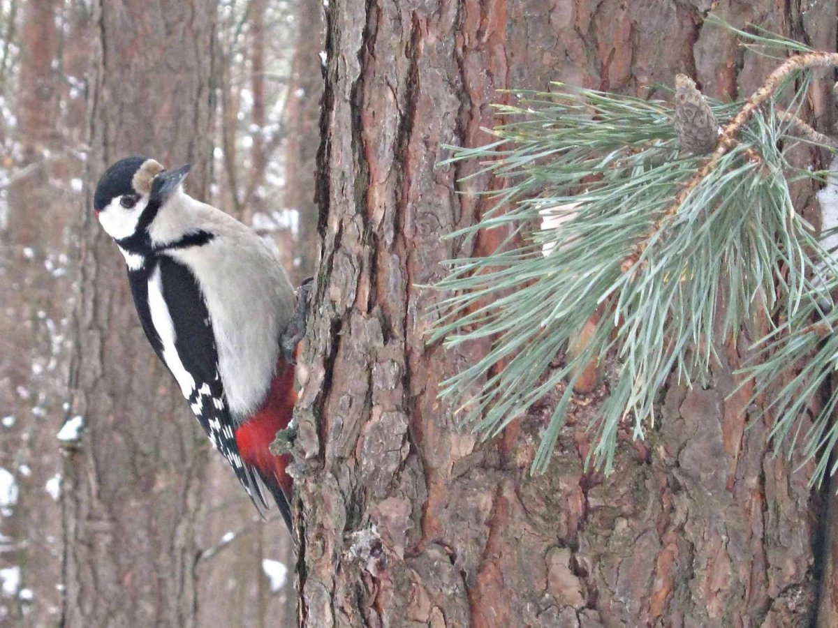 Дятел на сосне