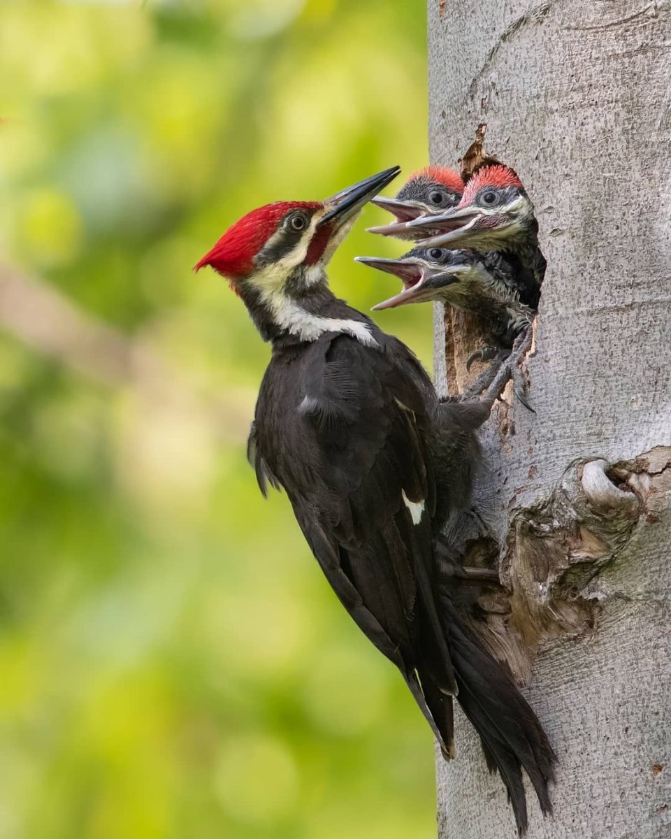 Желтогрудый дятел