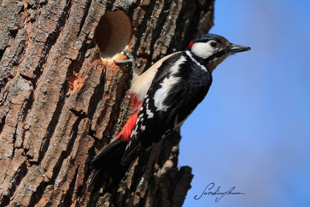 Дятел на белом фоне