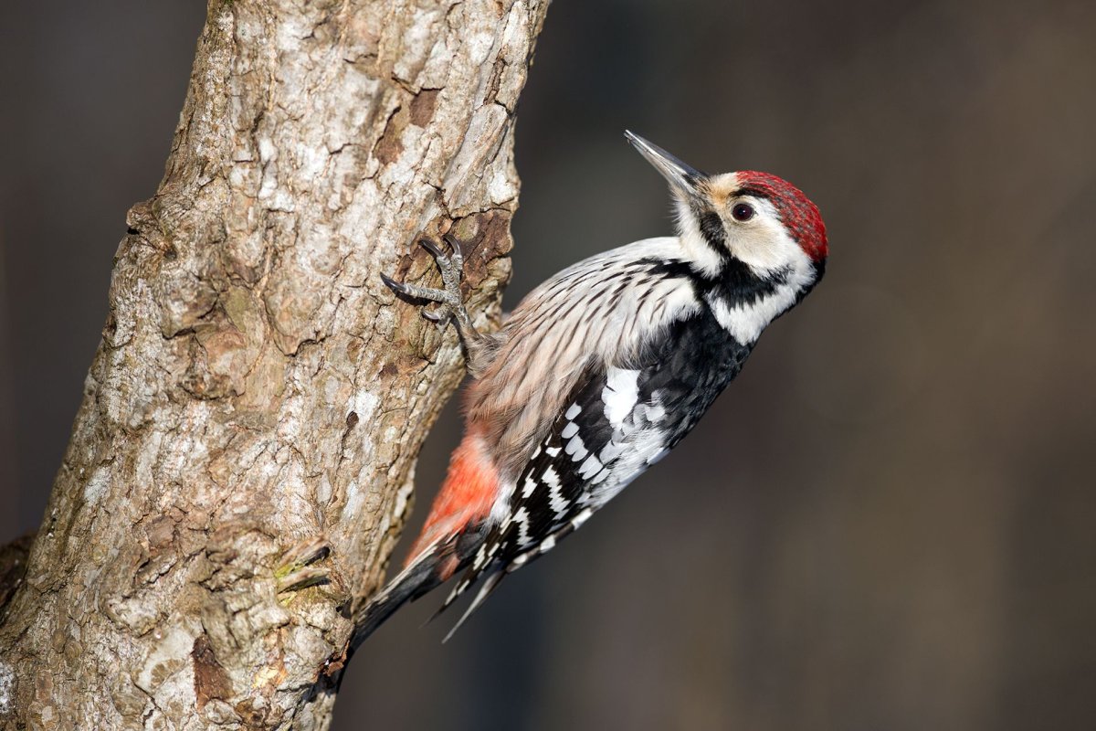 Дятел в Битцевском лесу