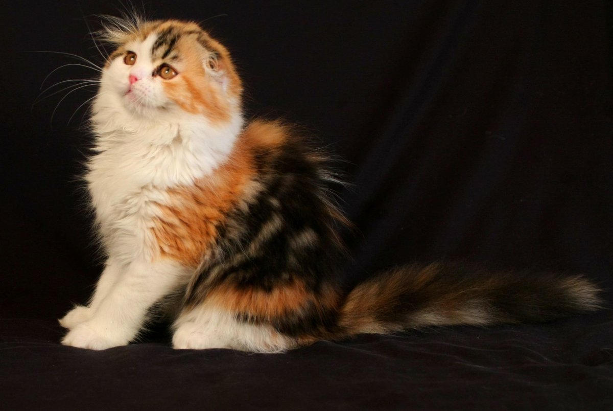 Трехшерстная вислоухая кошка