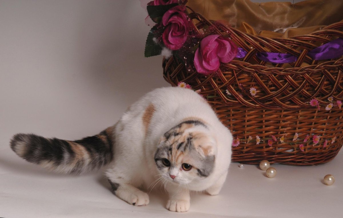Вислоухая кошка 3 цветная