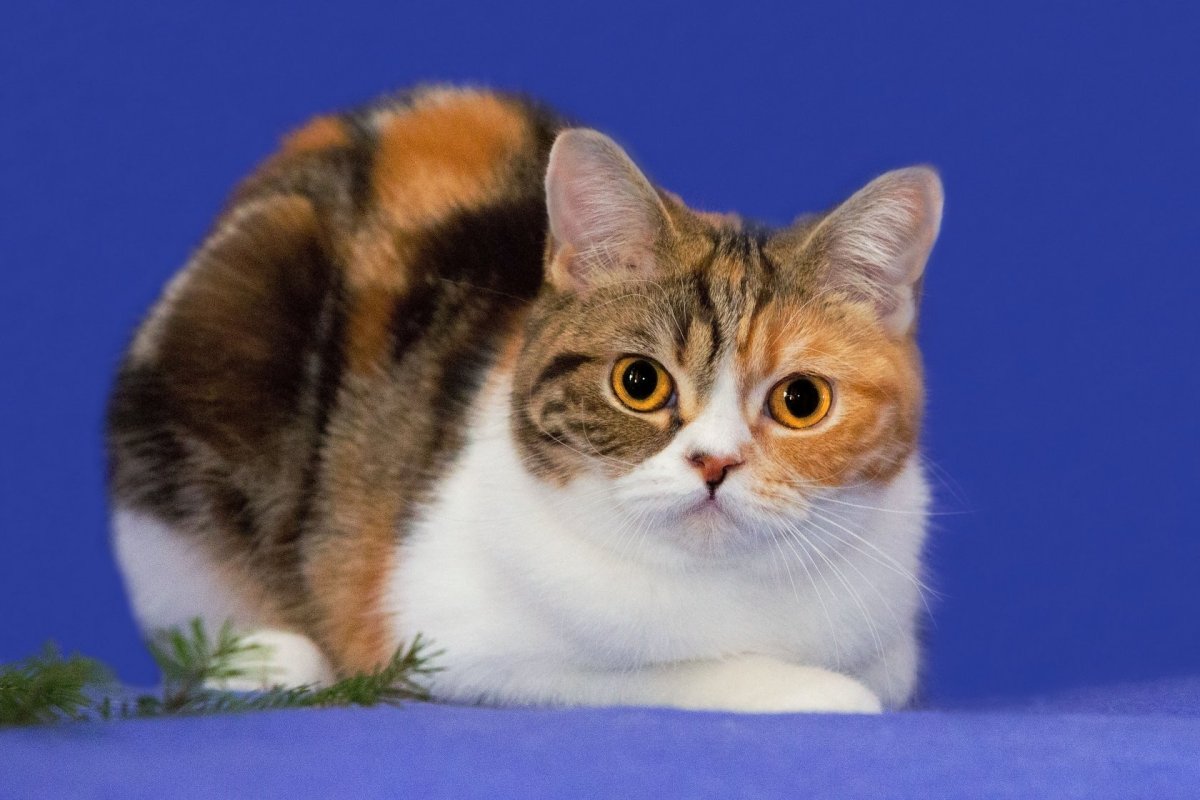 Шотландская вислоухая кошка трехцветная