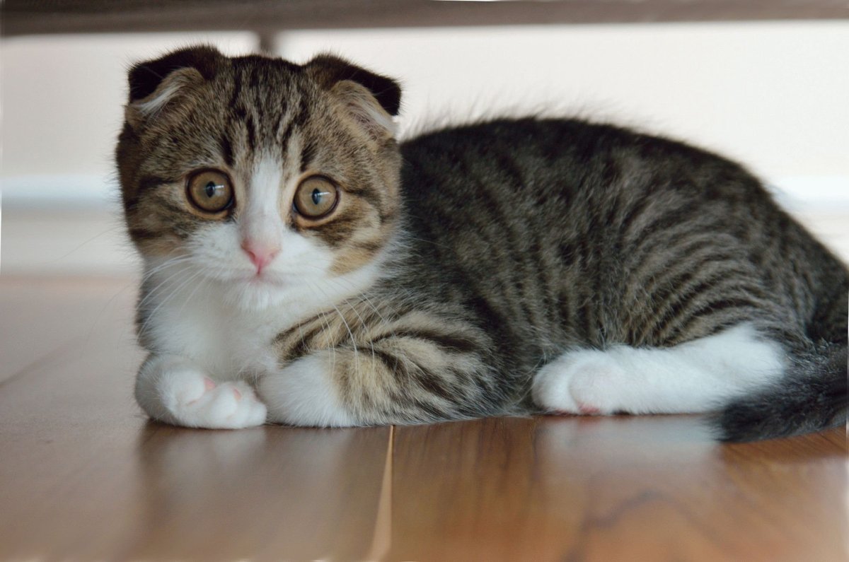 Кот вислоухий беспородный