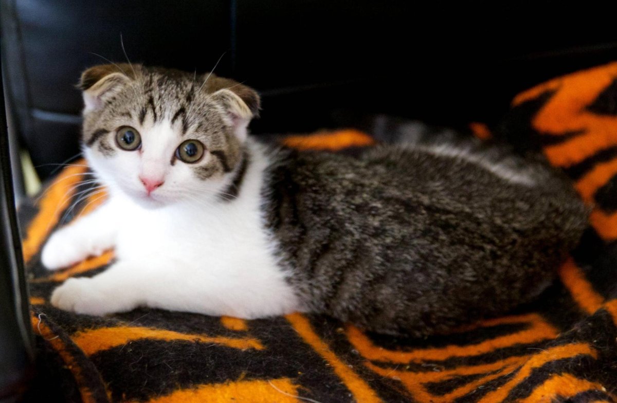 Вислоухие котята