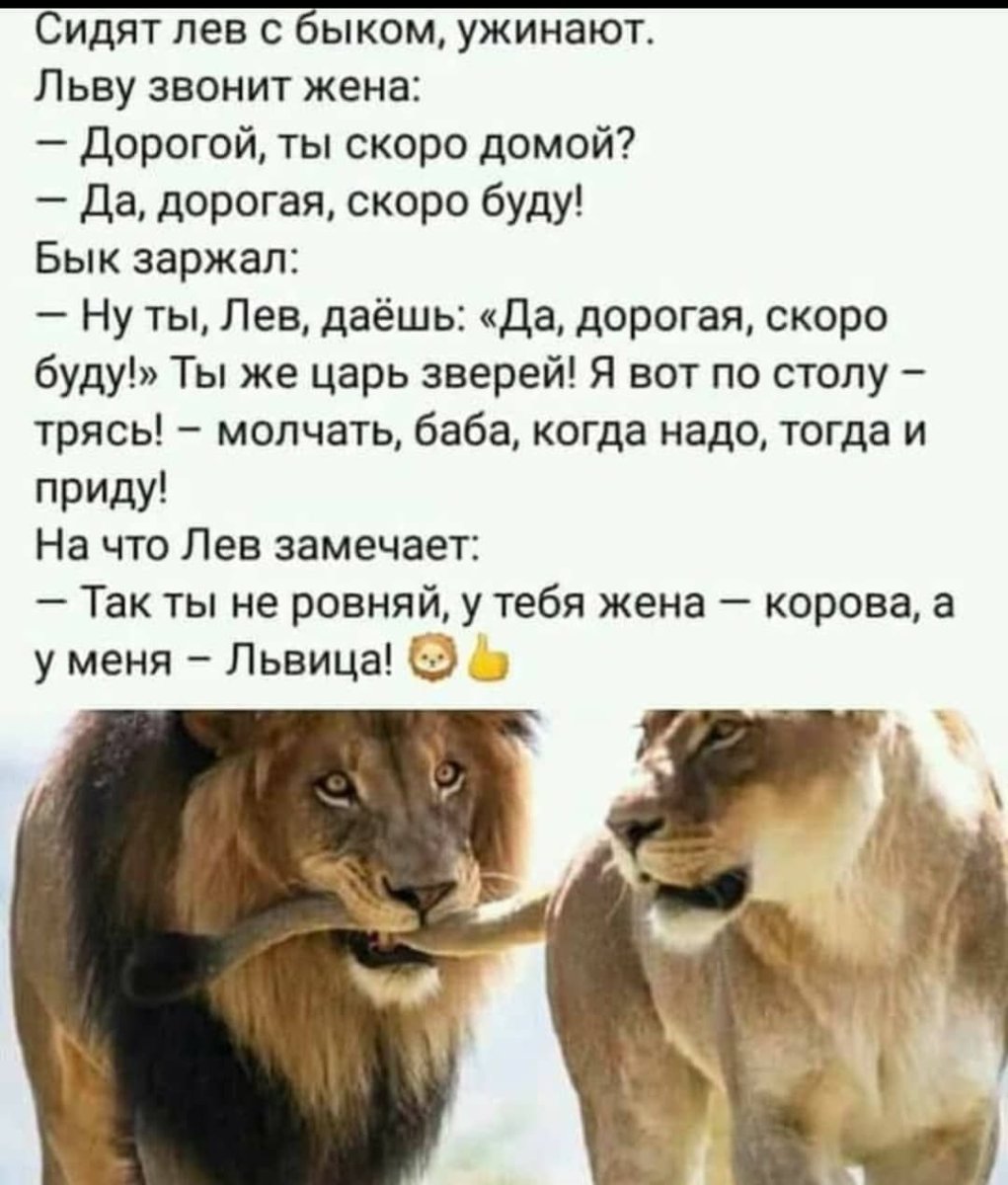 Лев с прической