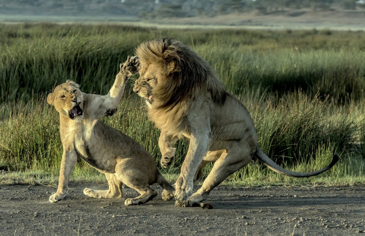 Львица Льва за яйца