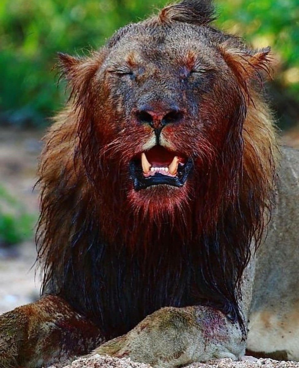 Львиная пасть
