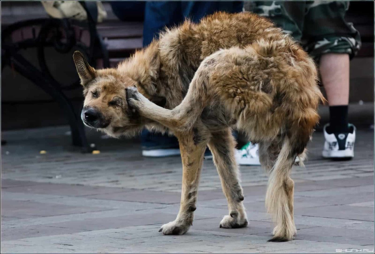 Лев изгнанный из прайда