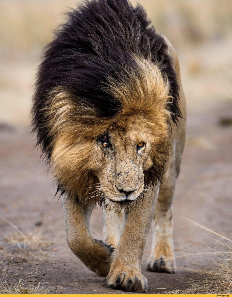 Самолайк Лев