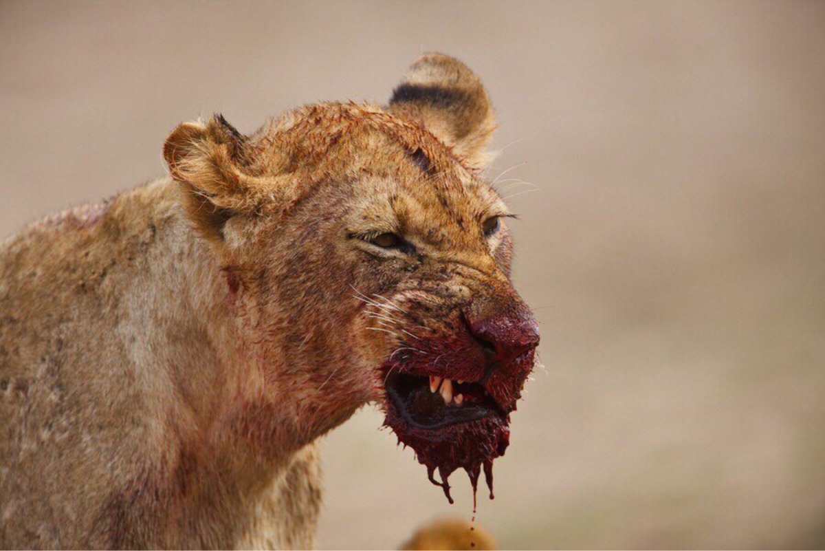 Брачные игры Львов в дикой природе