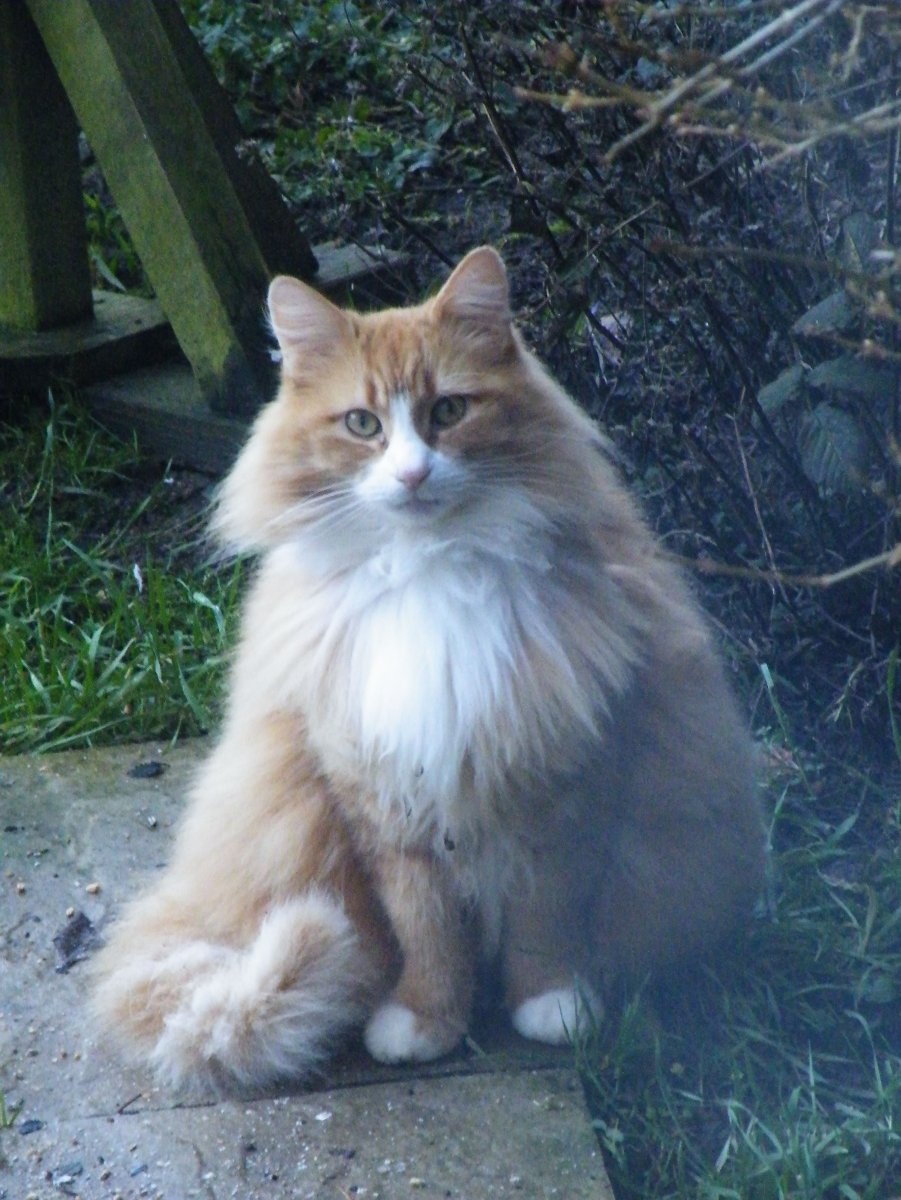 Норвежская Лесная кошка рыжая