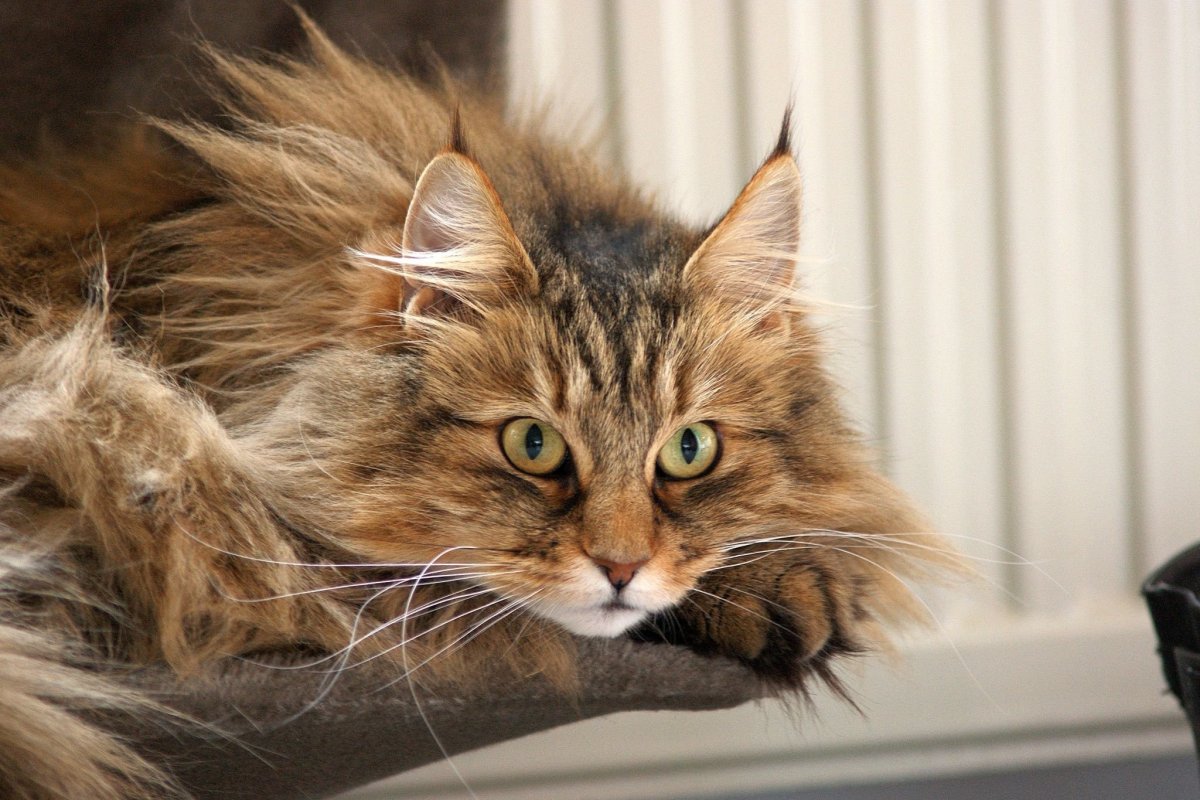 Норвежская кошка