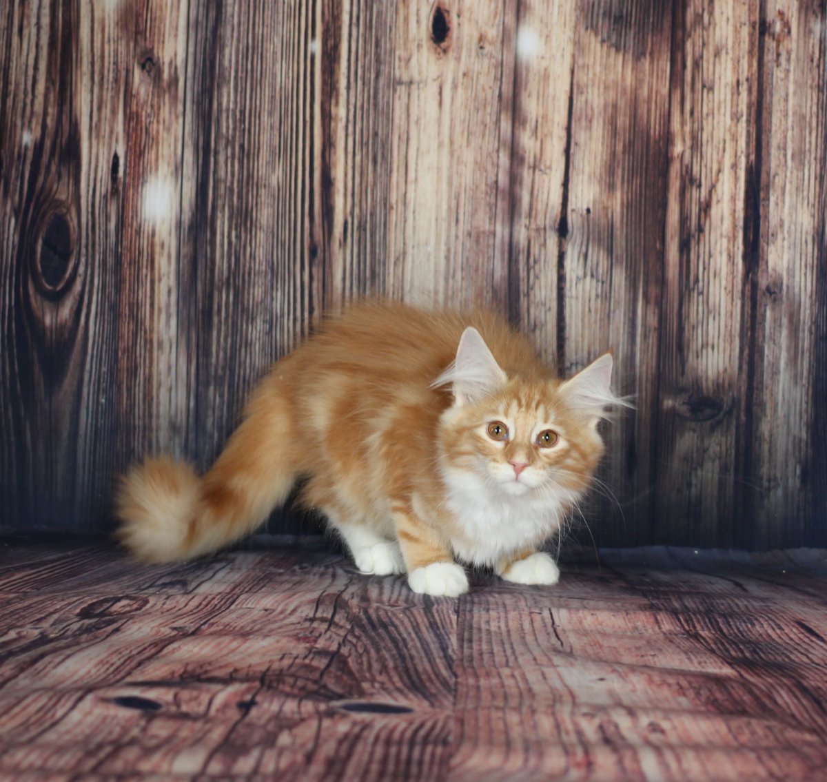 Норвежская Лесная