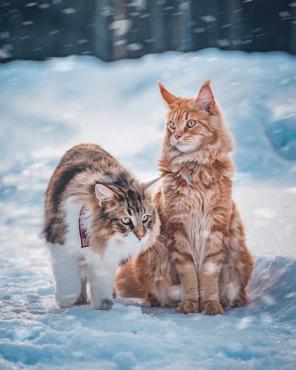 Мейн кун и Норвежская Лесная