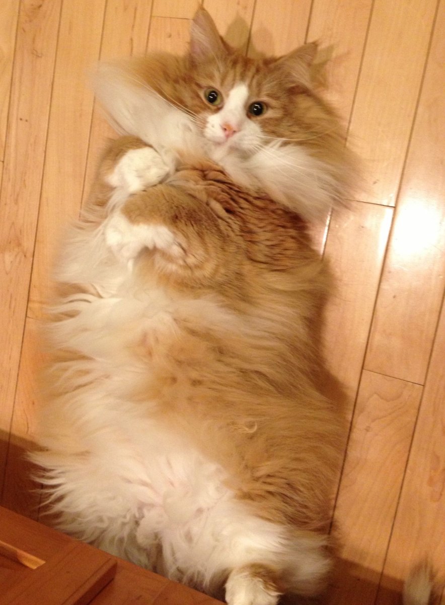 Норвежская Лесная кошка рыжего окраса