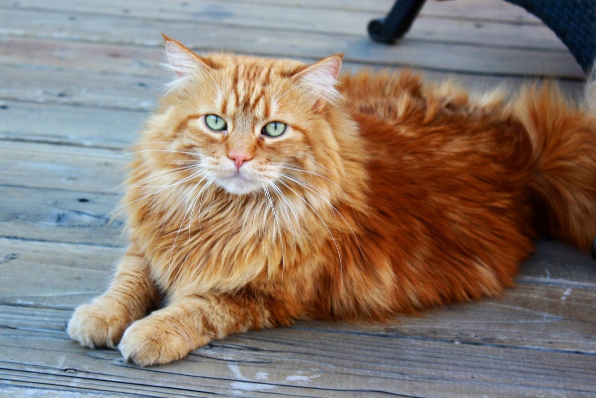 Норвежская Лесная кошка рыжая