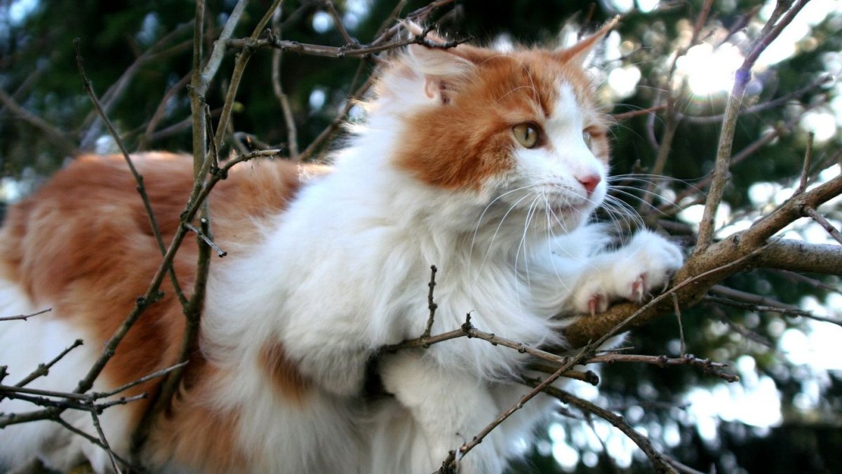 Бело-рыжий пушистый кот