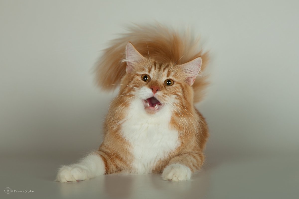 Норвежский Лесной кот рыжий