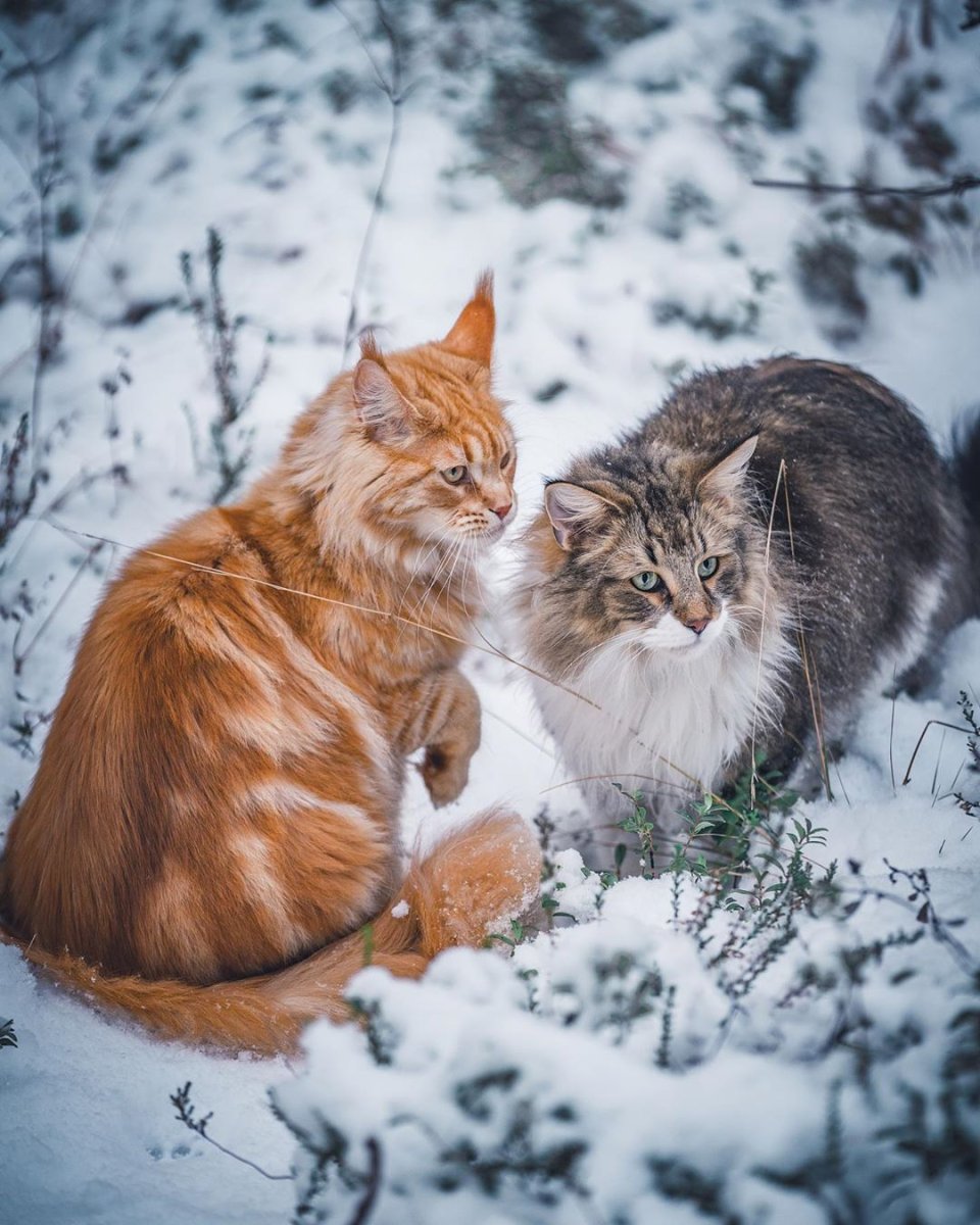 Норвежская Лесная кошка рыжая