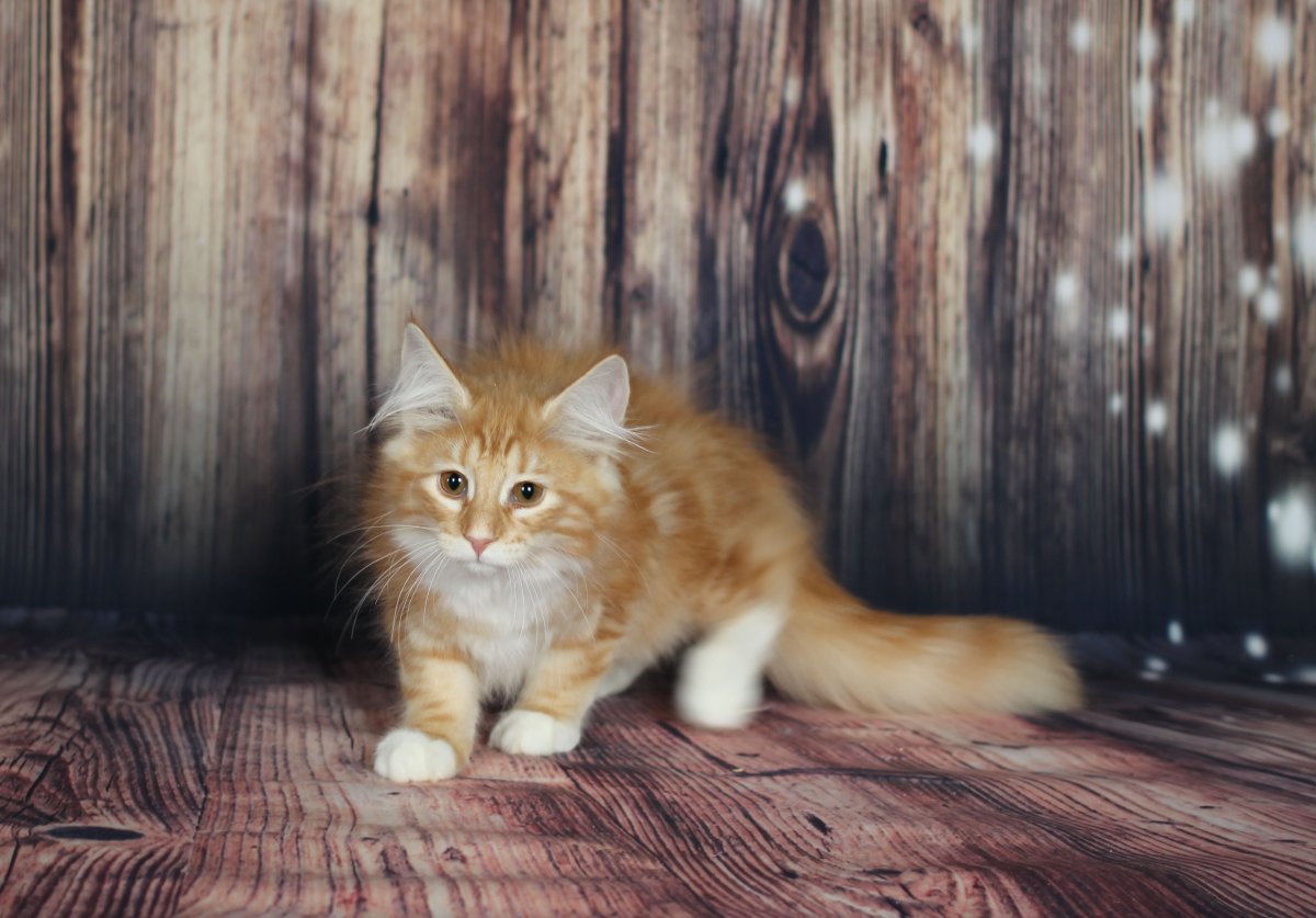 Норвежская Лесная кошка рыжая