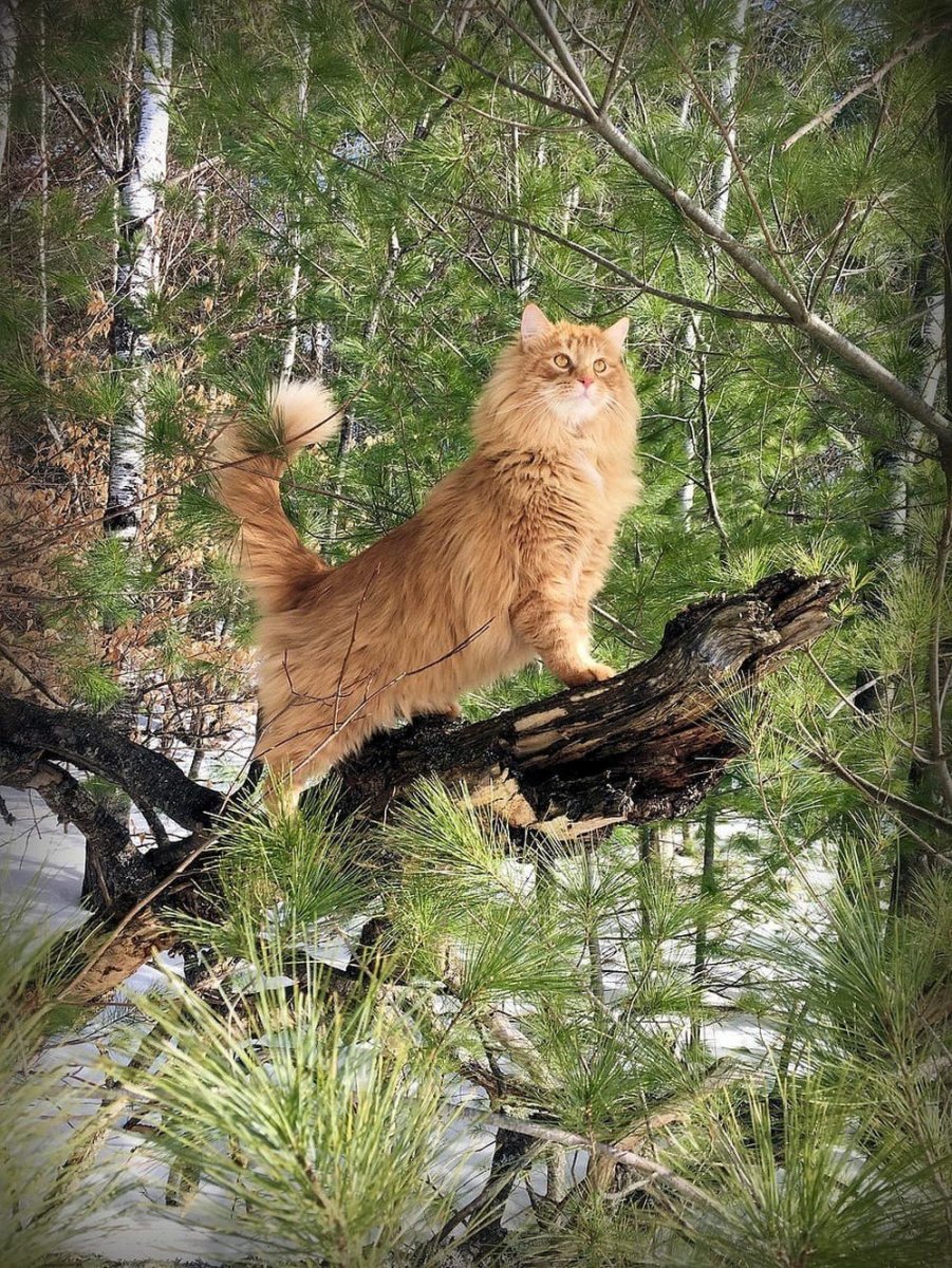 Норвежский Лесной кот рыжий