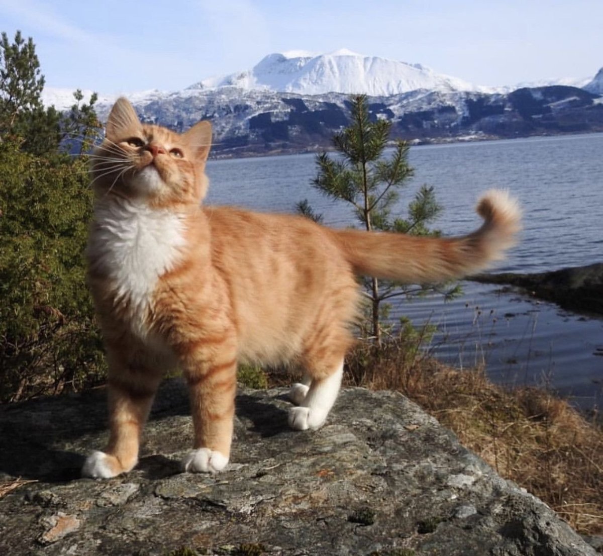 Норвежский кот красный