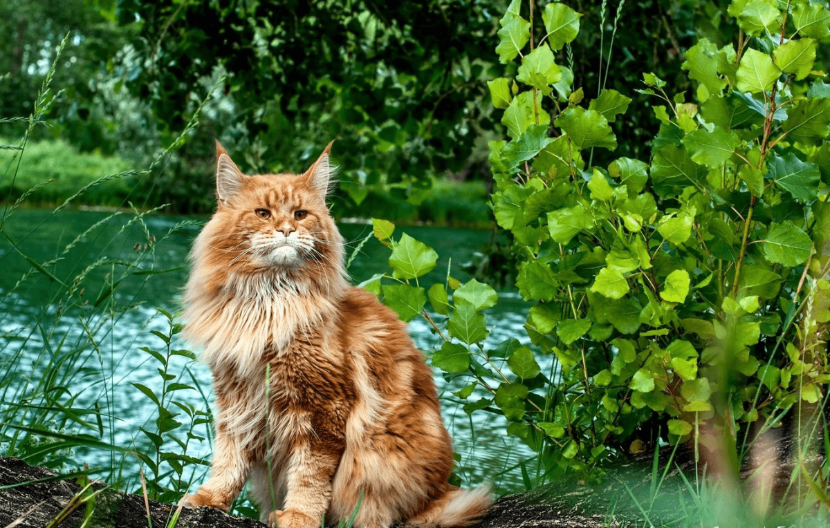 Норвежская Лесная кошка рыжая