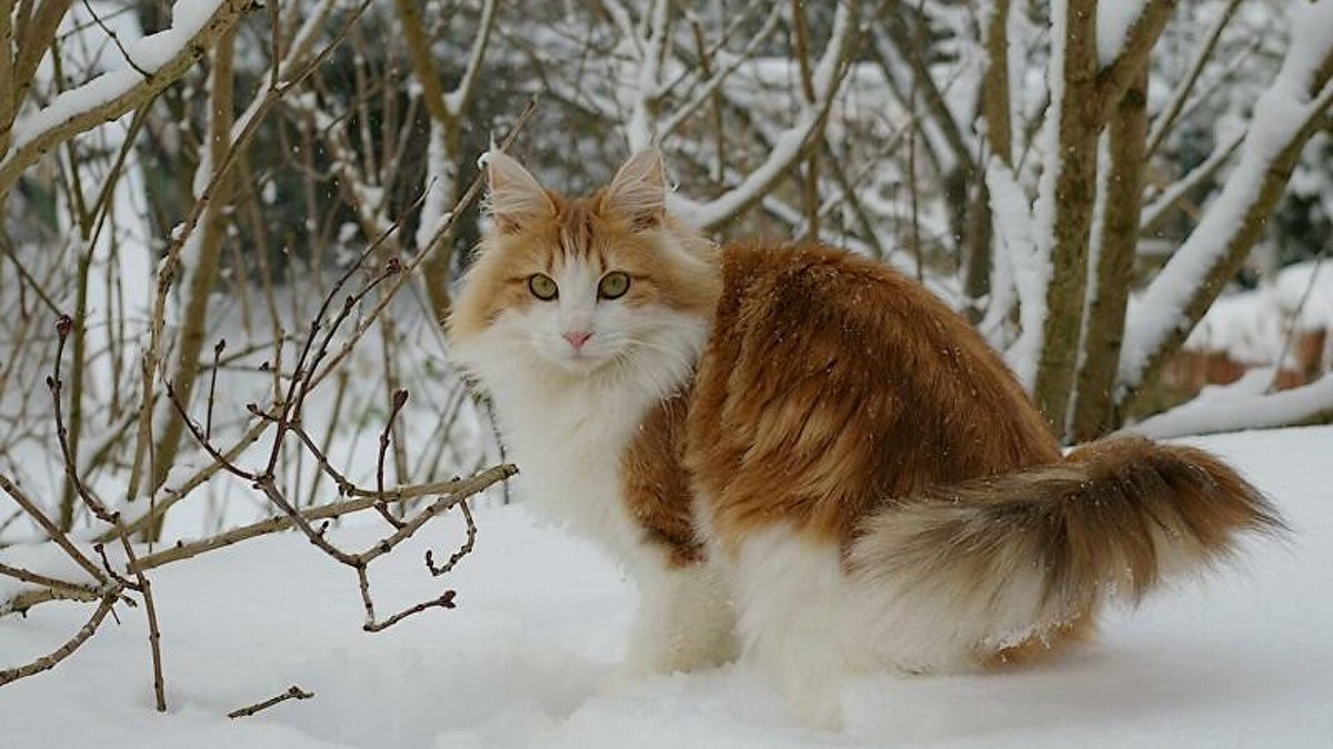 Сибирская Норвежская Лесная кошка