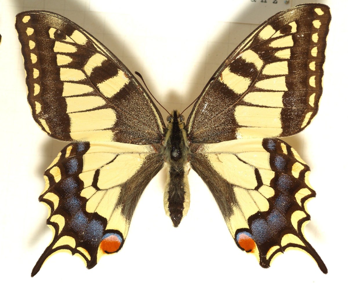 80. Papilio Machaon – Махаон
