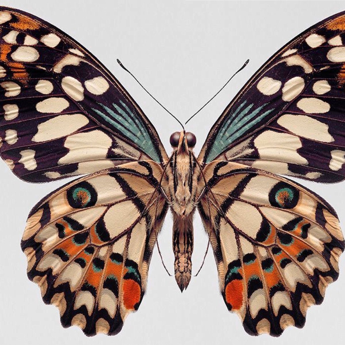 Крылышки бабочки