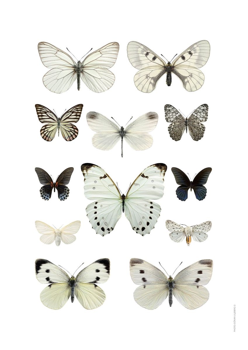 Бабочка белая