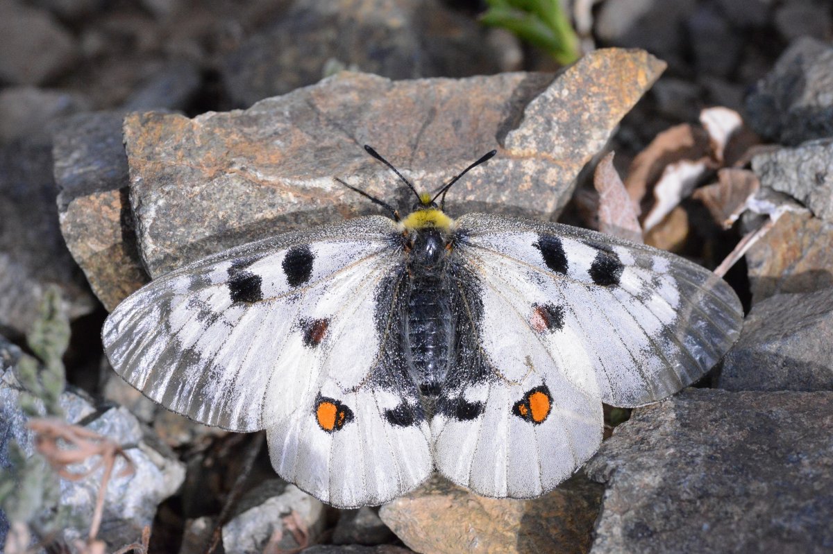Аполлон Нордманна бабочка