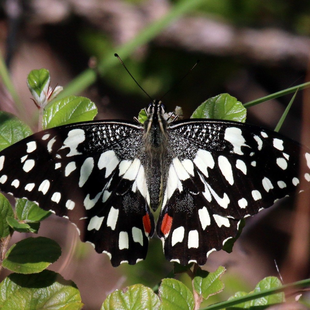 Papilio demoleus