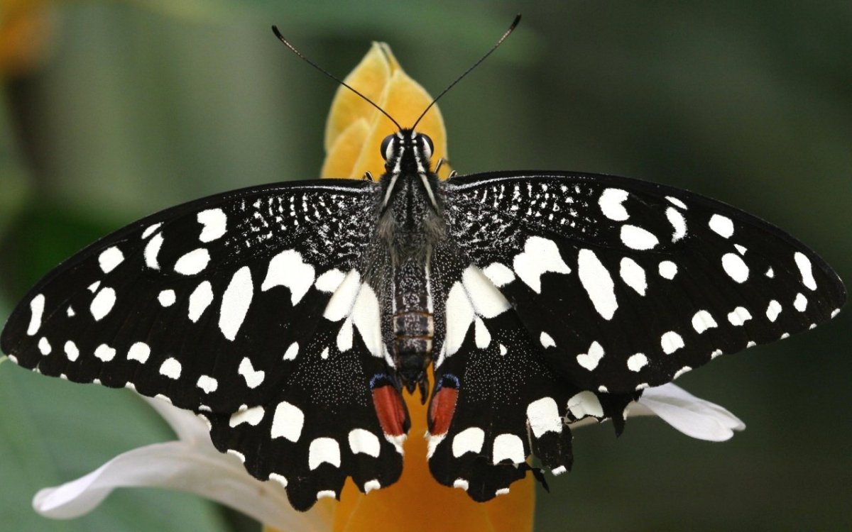 Бабочка с черными пятнами