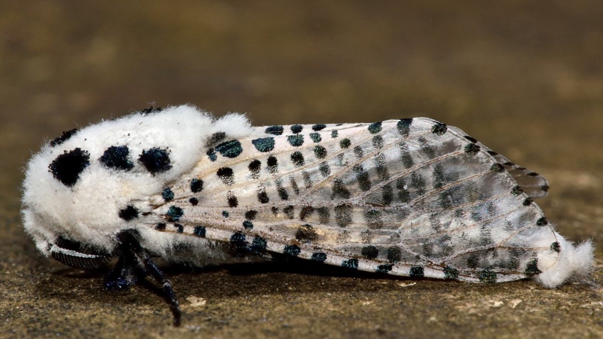 Белая моль с черными точками