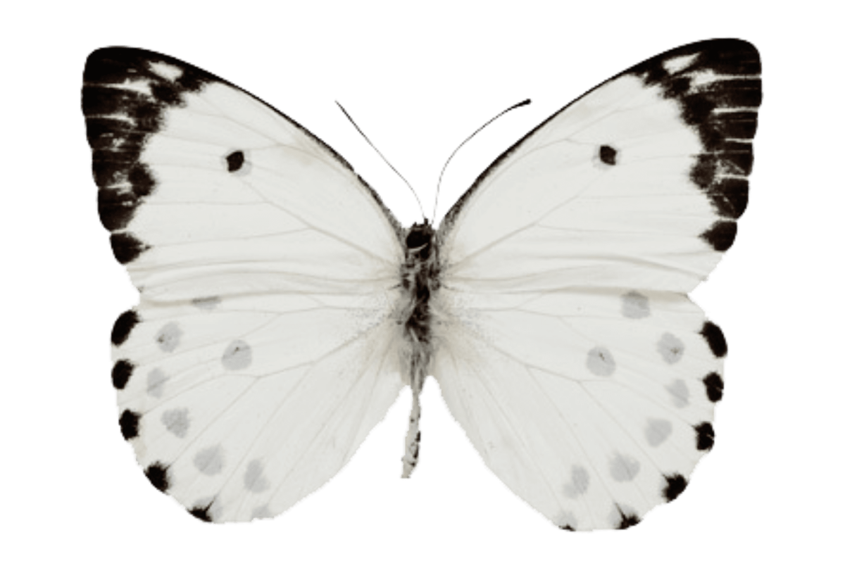 Вайт Баттерфляй (White Butterfly